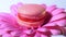 Pink macaroon - delicious and beautiful french dessert rotating on gerbera flower on blue background. Cooking, food