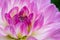 Pink macro dahlia