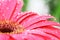 Pink macro gerber flower with drops of water and green background