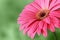 Pink macro gerber flower with green background