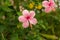 Pink macro hibiscus flower on blur green leaves background.