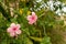 Pink macro hibiscus flower on blur green leaves background.