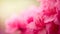 Pink Macro Splendor: Vibrant Azalea Flowers on a Soft-Focus Background