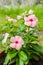 Pink Madagascar Periwinkle flowers