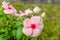 Pink Madagascar Periwinkle flowers