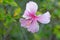 Pink Maga flower - Thespesia grandiflora