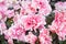 Pink Magenta Azalea Flower in Garden in Normal View