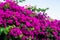 Pink, magenta  blooming bougainvillea flower,