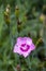 Pink and magenta clove pink flowers