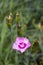 Pink and magenta clove pink flowers