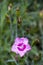 Pink and magenta clove pink flowers