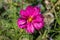 Pink magenta cosmos flower blossom among green foliage, close-up of opened petals, backdrop wallpaper background