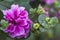 Pink Magenta Double Petunia Blossom