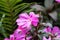 Pink magenta flower of Impatiens flower with purple green toothed leaves growing in garden