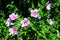 Pink magenta flowers of hibiscus syriacus plant, commonly known as Korean rose, rose of Sharon, Syrian ketmia, shrub althea or ros