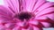 Pink magenta gerbera flower rotating on blue isolated background. Beautiful single blooming gerbera. Daisy is flower of