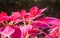 Pink Magenta Poinsettia Plant in Garden on Zoom View