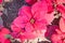 Pink Magenta Poinsettia Plant with Water Drop in Garden on Flatlay View