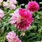 A pink, magenta and white colored dahlia dalia flower in a garden with other dahlias of similar colors