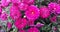 Pink Magenta zinnia Flowers with Green Leaves Flowerscape