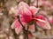 Pink Magnolia Bloom with Pink and Brown Background in the Spring
