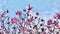 Pink Magnolia blooming on tree branch against blue sky.