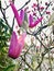 Pink Magnolia blooming on tree branch backlight.