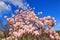 Pink magnolia blooms