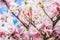 Pink magnolia blossom on magnolia tree, springtime nature