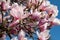 Pink magnolia blossom ornamental plant