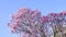 pink magnolia blossoming in spring nature on blue sky, slow motion, spring flowers