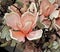 Pink magnolia blossoms of fabric flowers