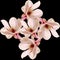 Pink Magnolia branch flowers, close up, floral arrangement, isolated