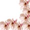 Pink Magnolia branch flowers, close up, floral arrangement, isolated