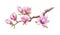 Pink magnolia branch with flowers watercolor illustration. Hand drawn spring lush blossom with green buds on a tree. Magnolia bloo