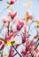 Pink Magnolia branches on the blue sky background