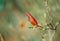 Pink magnolia bud in the park in springtime. Natural blurred background. Shallow depth of field. Close-up. Scanned film