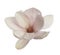 Pink magnolia bulb