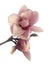 Pink magnolia bulb