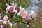 Pink magnolia closeup