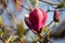 Pink magnolia closeup on a branch.