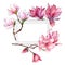 Pink magnolia. Floral botanical flower. Wild spring leaf wildflower frame.