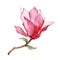 Pink magnolia. Floral botanical flower. Wild spring leaf wildflower isolated.