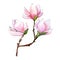 Pink magnolia. Floral botanical flower. Wild spring leaf wildflower isolated.