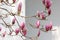 Pink magnolia flower blossoming on the branch