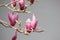 Pink magnolia flower blossoming on the branch