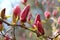 Pink magnolia flower half-opened