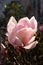 A pink magnolia flower, illuminated by the sun\\\'s rays close-up. Selective focus