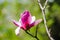 Pink magnolia flower in the Kyiv park. Ukraine