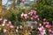 Pink Magnolia flower at tree in spring in the Putuoshan mountains, Zhoushan Islands,  a renowned site in Chinese bodhimanda of the